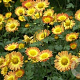 Chrysanthemum (I) 'Dernier Soleil' GM P9 BIO