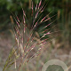 Chrysopogon gryllus GM P9 BIO