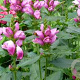 Chelone obliqua GM P9 BIO