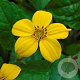 Chrysogonum v. 'Andre Viette' GM P9 BIO