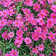 Coreopsis 'Limerock Passion' GM P9 BIO