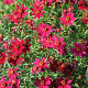 Coreopsis vert. 'Ruby Red' GM P9 BIO