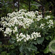 Crambe maritima GM P9 BIO