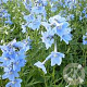 Delphinium (B) 'Cliveden Beauty' GM P9 BIO