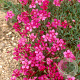 Dianthus delt. 'Brilliant' GM P9 BIO