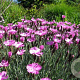 Dianthus grat. 'Pink Jewel' GM P9 BIO