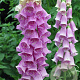 Digitalis purpurea GM P9 BIO