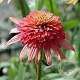 Echinacea 'Irresistible' GM P9 BIO