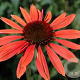 Echinacea p. 'Sundown' GM P9 BIO