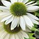 Echinacea p. 'Virgin' GM P9 BIO