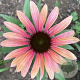 Echinacea Rainbow Marcella GM P9 BIO