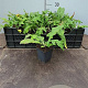 Echinops ritro 'Veitch's Blue' GM P9 BIO