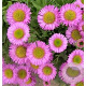Erigeron gl. 'Sea Breeze' GM P9 BIO