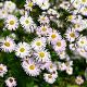 Erigeron 'Sommerneuschnee' GM P9 BIO