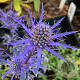 Eryngium 'Lapis Blue' GM P9 BIO