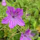 Erodium manescavii GM P9 BIO