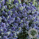 Eryngium pl. 'Blaukappe' GM P9 BIO