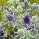 Eryngium pl. 'Blauer Zwerg' GM P9 BIO