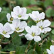 Erodium reichardii 'Album' GM P9 BIO