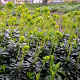 Euphorbia amygdal. robbiae GM P9 BIO