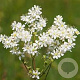 Filipendula vulgaris GM P9 BIO