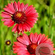 Gaillardia 'Burgunder' GM P9 BIO