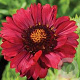 Gaillardia gr. Mesa Red GM P9 BIO