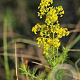 Galium verum GM P9 BIO