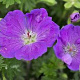 Geranium sang. 'Max Frei' GM P9 BIO