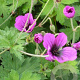 Geranium Dragon Heart GM P9 BIO