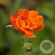 Geum 'Prinses Juliana' GM P9 BIO