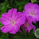 Geranium sanguineum GM P9 BIO