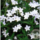 Glandora d. 'Alba' GM P9 BIO
