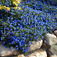 Glandora d. 'Heavenly Blue' GM P9 BIO