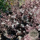 Heuchera 'Blackout' GM P9 BIO