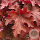 Heuchera 'Boysenberry' GM P9 BIO