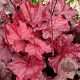 Heuchera 'Fire Chief' GM P9 BIO