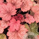 Heuchera 'Georgia Peach' GM P9 BIO