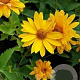 Heliopsis helianthoides scabra GM P9 BIO