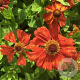Helenium 'Indianersommer' GM P9 BIO