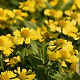 Helenium 'Kanaria' GM P9 BIO
