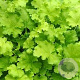Heuchera 'Lime Rickey' GM P9 BIO