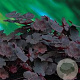 Heuchera 'Mocha' GM P9 BIO