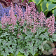 Heucherella 'Pink Fizz' GM P9 BIO