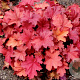 Heuchera 'Rio' GM P9 BIO