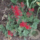 Heuchera sang. 'Ruby Bells' GM P9 BIO