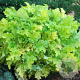 Heuchera 'Lime Marmalade' GM P9 BIO