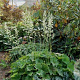 Heuchera villosa 'Autumn Bride' GM P9 BIO