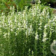 Hyssopus officinalis 'Albus' GM P9 BIO