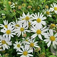 Kalimeris incisa 'Alba' GM P9 BIO